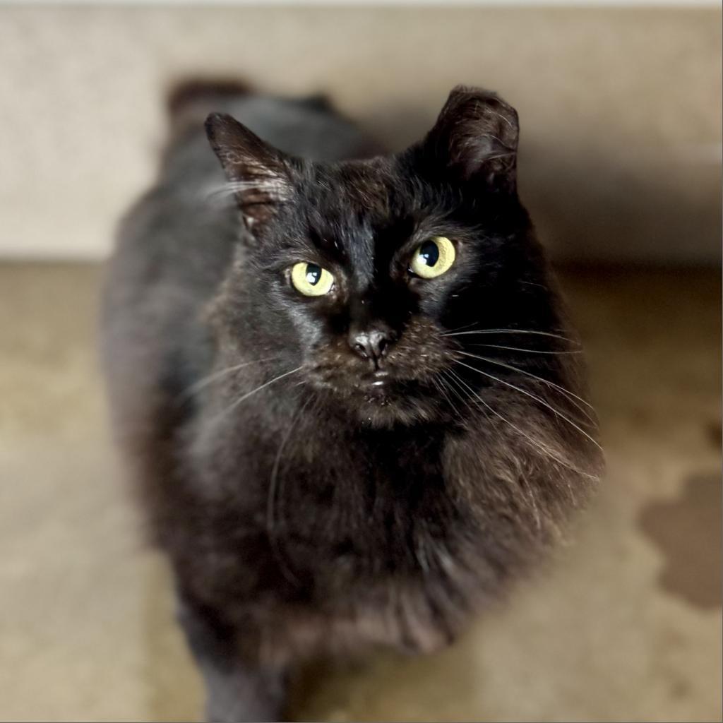Enlarge Opal, a Adoptable Domestic Long Hair in Green Bay, WI image 1/6