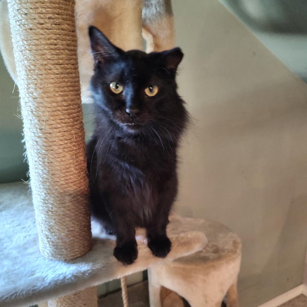 Enlarge Opal, a Adoptable Domestic Long Hair in Green Bay, WI image 2/6