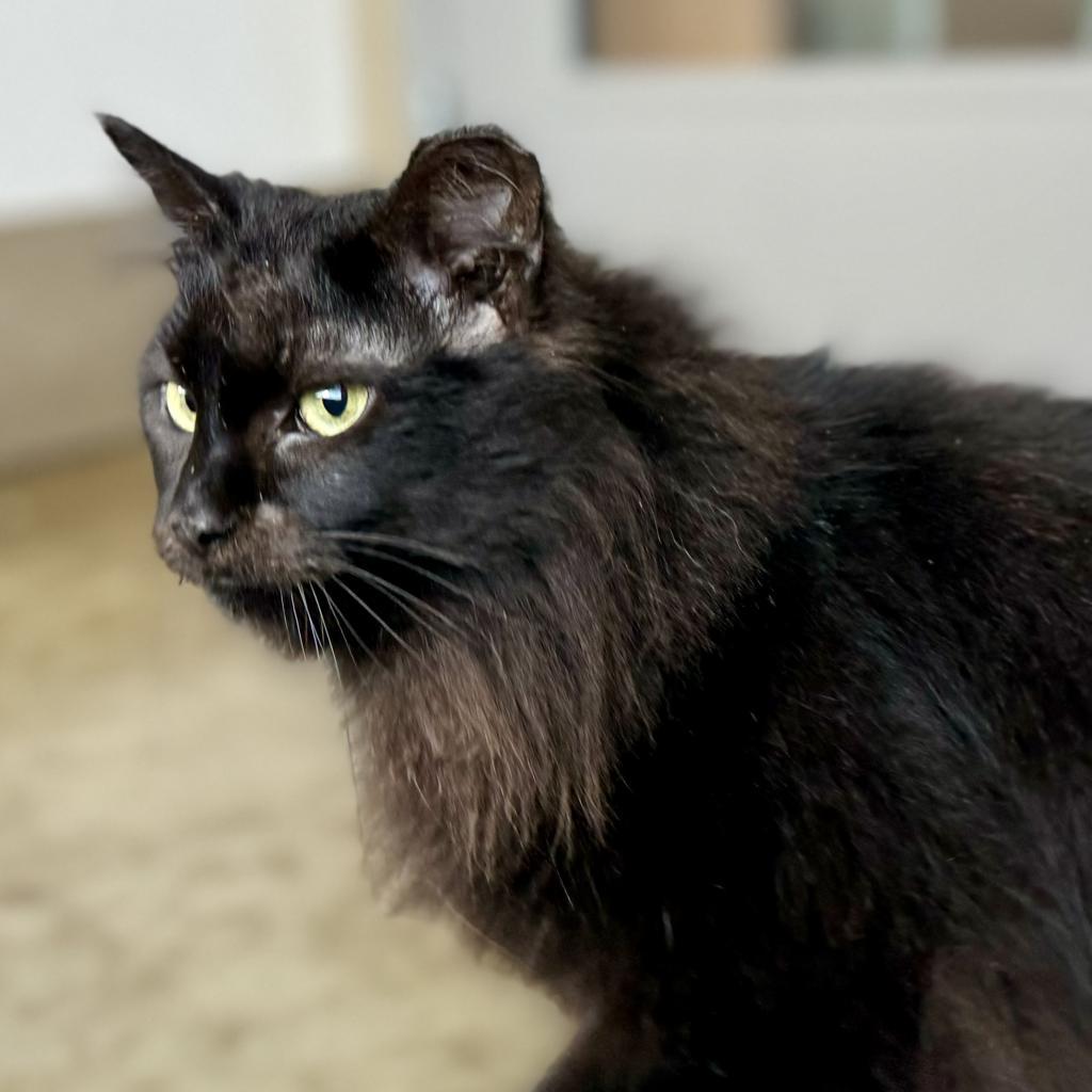 Enlarge Opal, a Adoptable Domestic Long Hair in Green Bay, WI image 3/6
