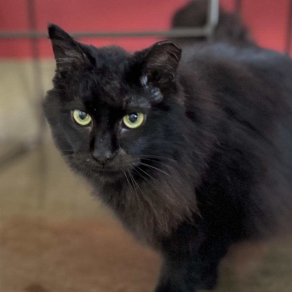 Enlarge Opal, a Adoptable Domestic Long Hair in Green Bay, WI image 4/6