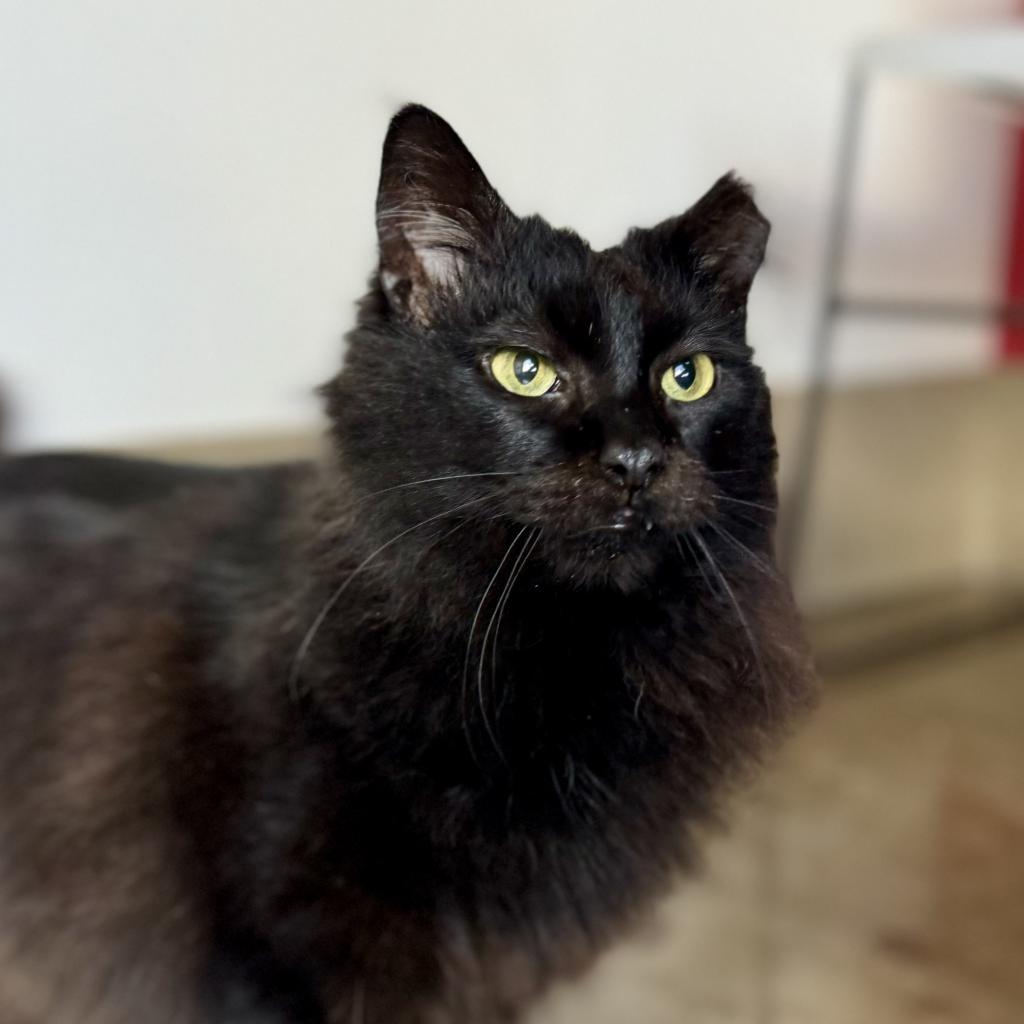 Enlarge Opal, a Adoptable Domestic Long Hair in Green Bay, WI image 5/6