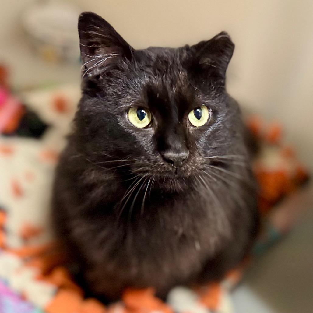 Enlarge Opal, a Adoptable Domestic Long Hair in Green Bay, WI image 6/6