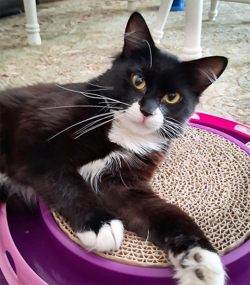 Poncho, a Adoptable Domestic Short Hair in Smithfield, VA image 4/4