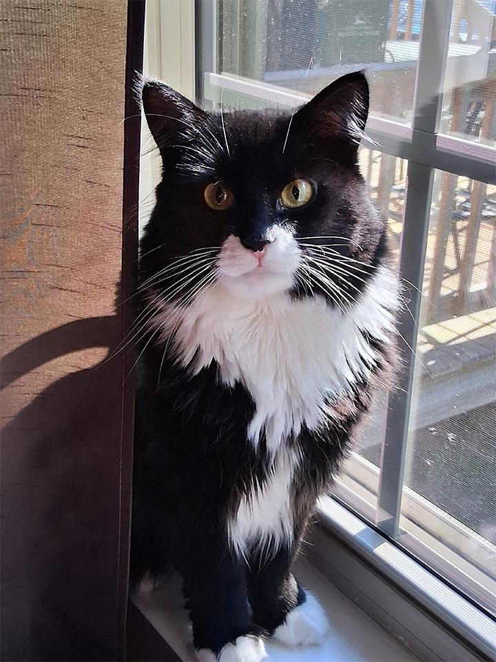 Poncho, a Adoptable Domestic Short Hair in Smithfield, VA image 1/4