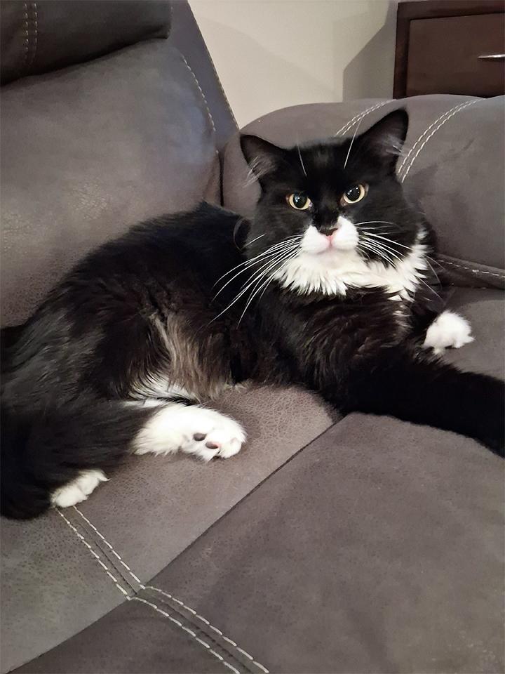 Poncho, a Adoptable Domestic Short Hair in Smithfield, VA image 2/4