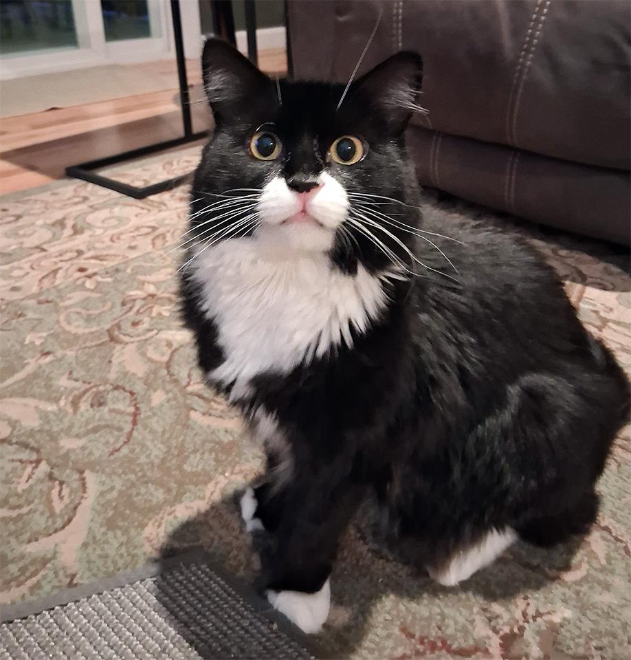 Poncho, a Adoptable Domestic Short Hair in Smithfield, VA image 3/4