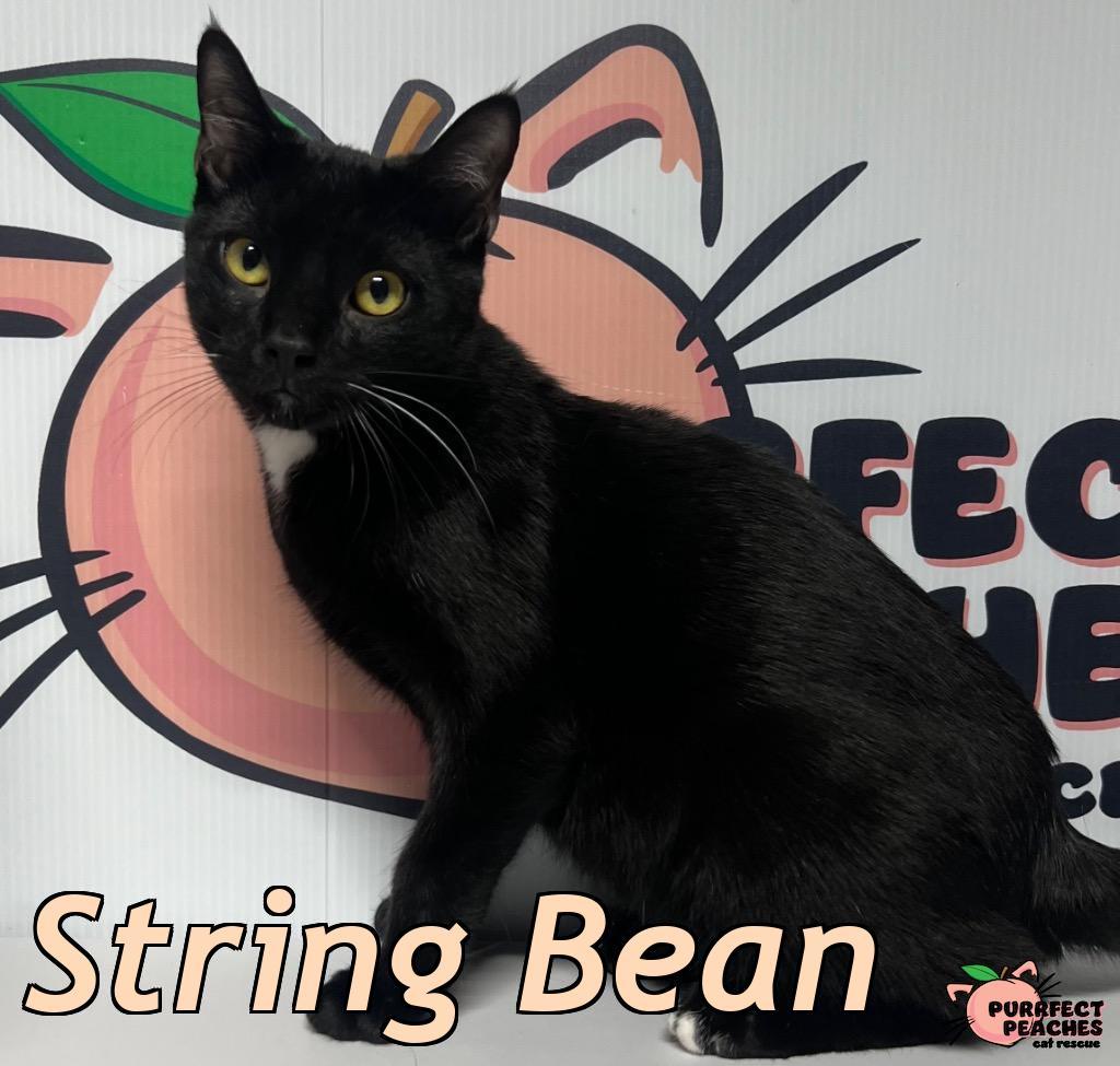 String Bean, Adoptable, Young Male Domestic Short Hair.