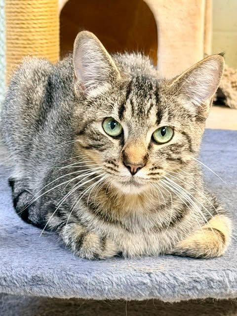 Peppermint Patty, ADOPTABLE, Young Female Domestic Short Hair.