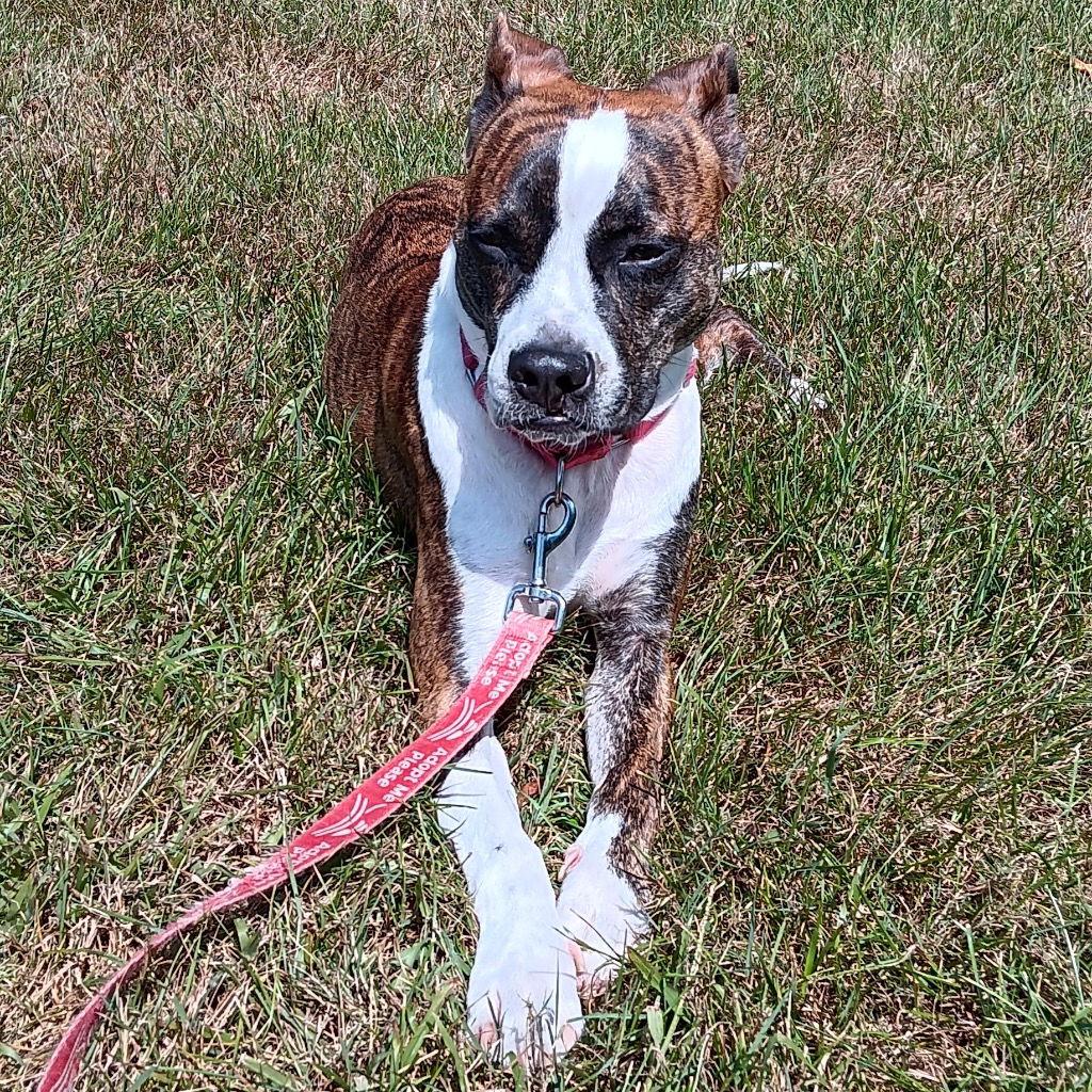 Enlarge Harley, a Adoptable mixed breed in Bloomfield, CT image 1/3