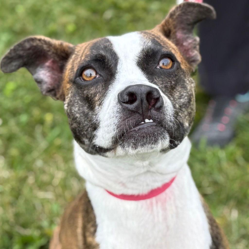 Enlarge Harley, a Adoptable mixed breed in Bloomfield, CT image 2/3