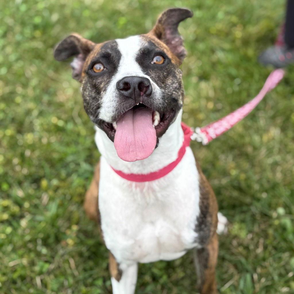 Enlarge Harley, a Adoptable mixed breed in Bloomfield, CT image 3/3
