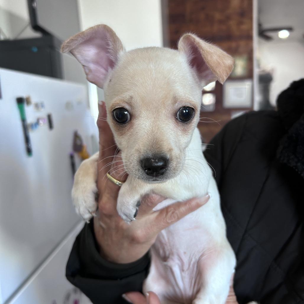 Enlarge Cooper, a Adoptable mixed breed in Prescott, AZ image 1/6