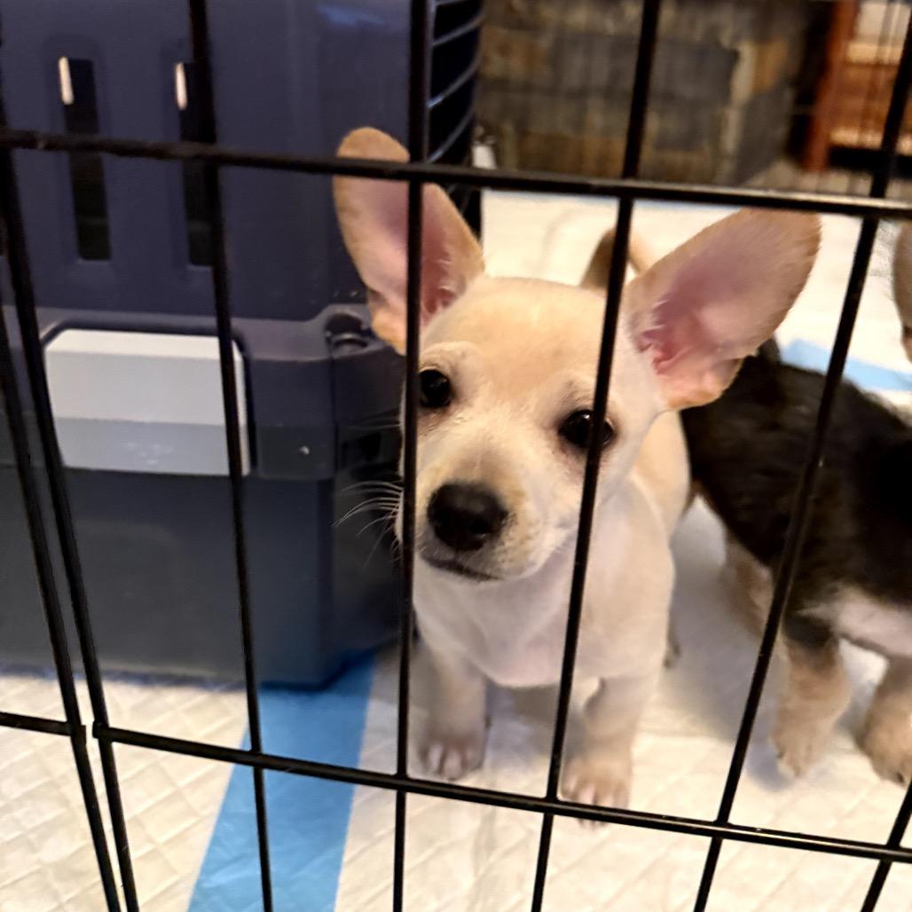 Enlarge Cooper, a Adoptable mixed breed in Prescott, AZ image 2/6