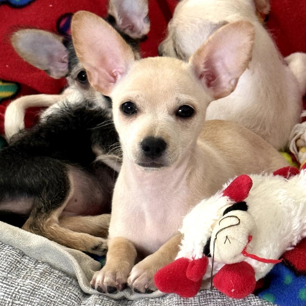 Enlarge Cooper, a Adoptable mixed breed in Prescott, AZ image 3/6