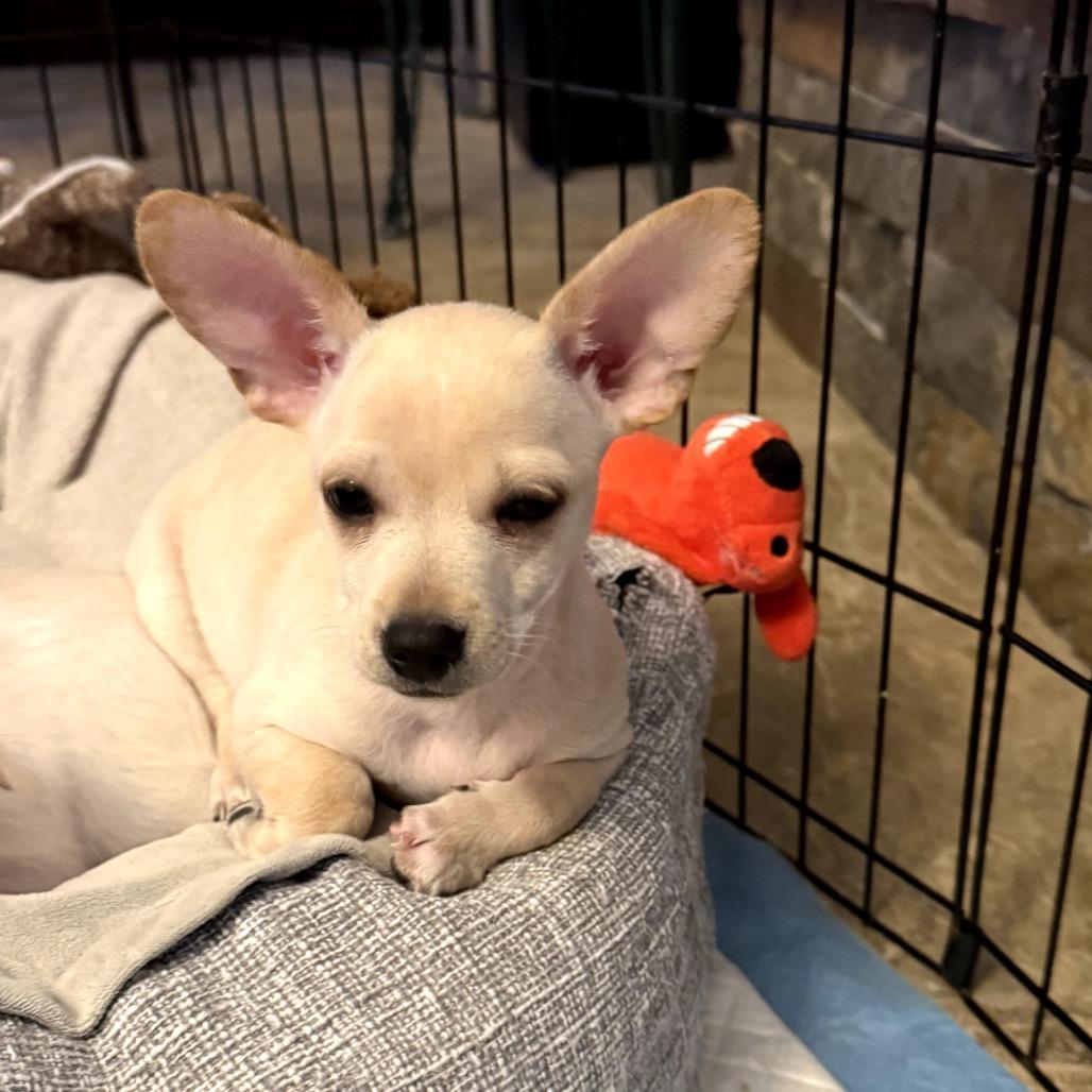 Enlarge Cooper, a Adoptable mixed breed in Prescott, AZ image 4/6