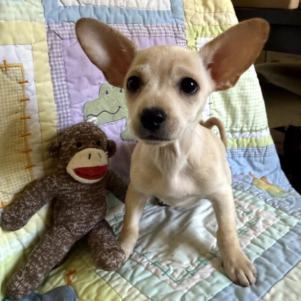 Enlarge Cooper, a Adoptable mixed breed in Prescott, AZ image 5/6