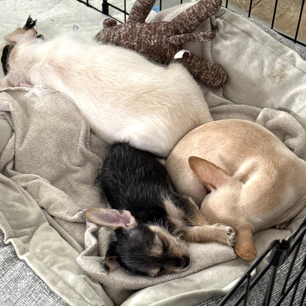 Enlarge Cooper, a Adoptable mixed breed in Prescott, AZ image 6/6