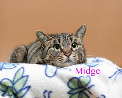 Midge, a Adoptable mixed breed in Parma, OH image 1/2