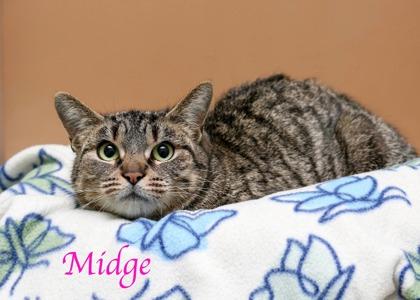 Midge, a Adoptable mixed breed in Parma, OH image 2/2