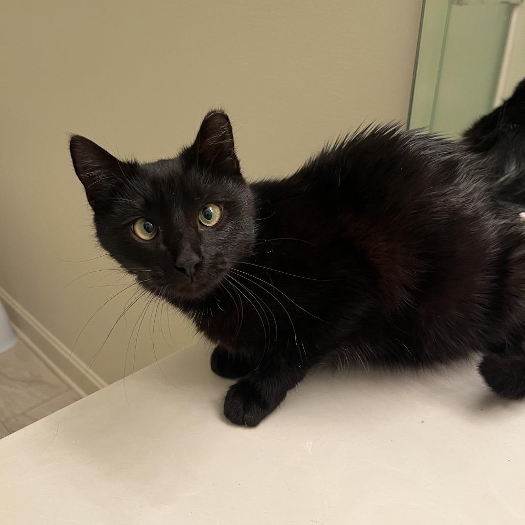 Binx (Formerly Twix), Adoptable, Young Male Domestic Short Hair.