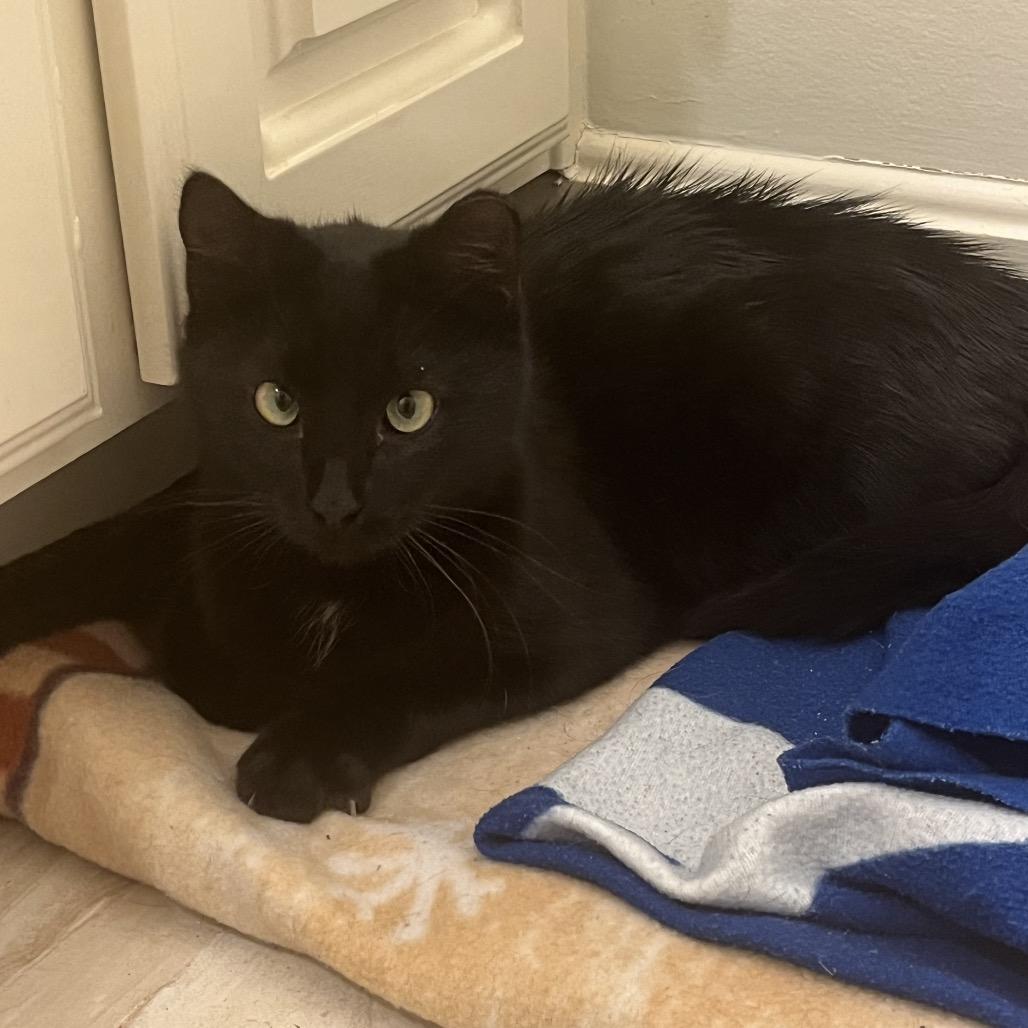 Enlarge Binx (Formerly Twix), a Adoptable Domestic Short Hair in Overland Park, KS image 2/4
