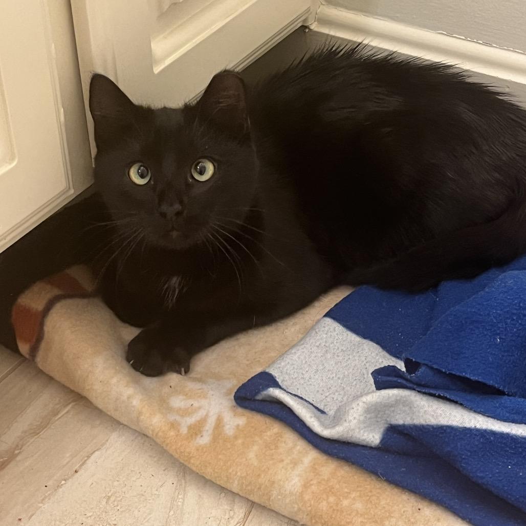 Enlarge Binx (Formerly Twix), a Adoptable Domestic Short Hair in Overland Park, KS image 3/4