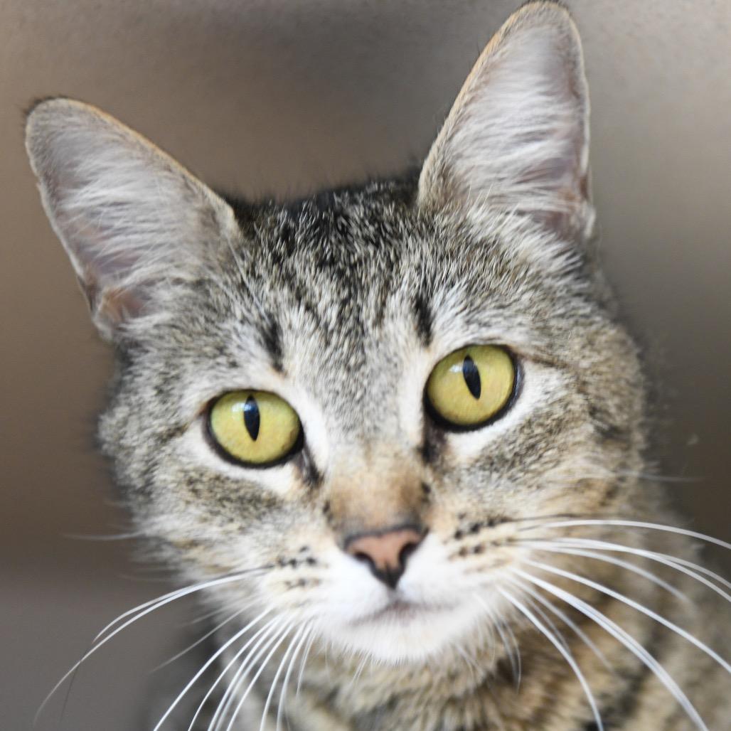 Posie (queen), Adoptable, Adult Female Domestic Short Hair.