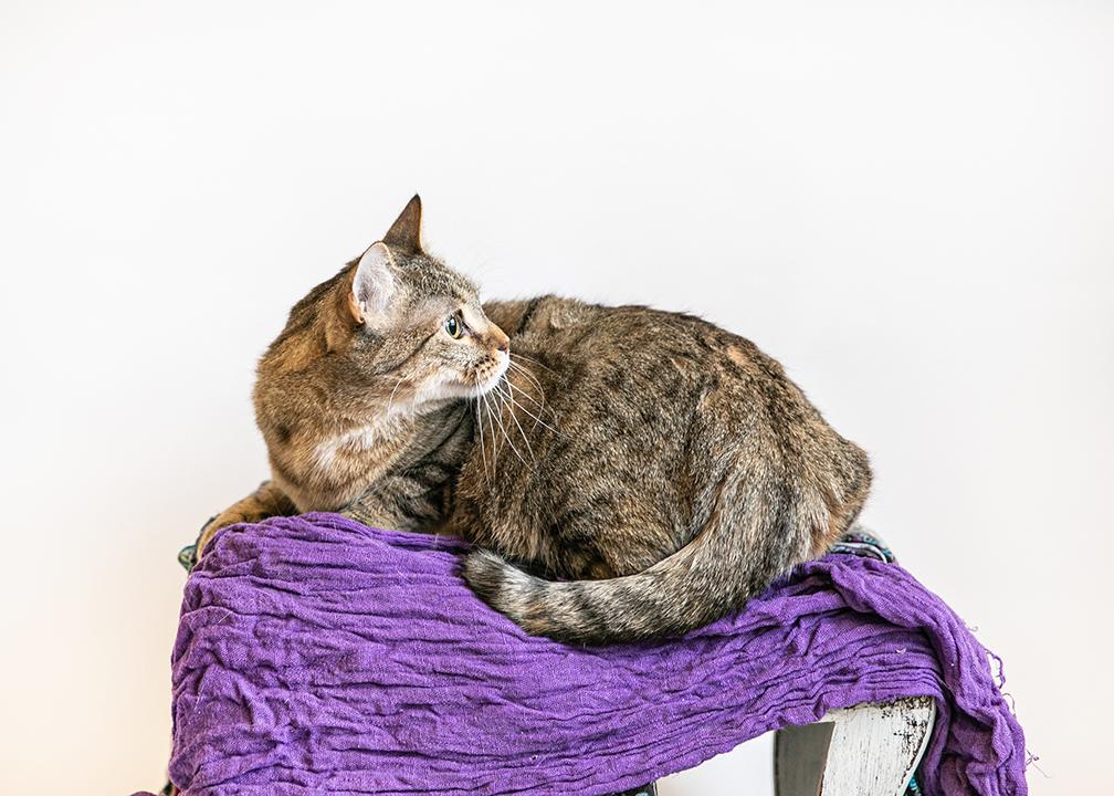 Tiny Teeter thumbnail 2