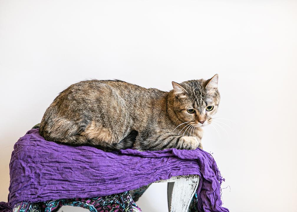 Tiny Teeter thumbnail 3