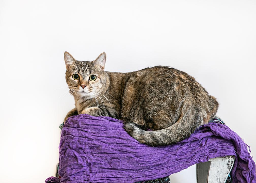 Tiny Teeter thumbnail 5