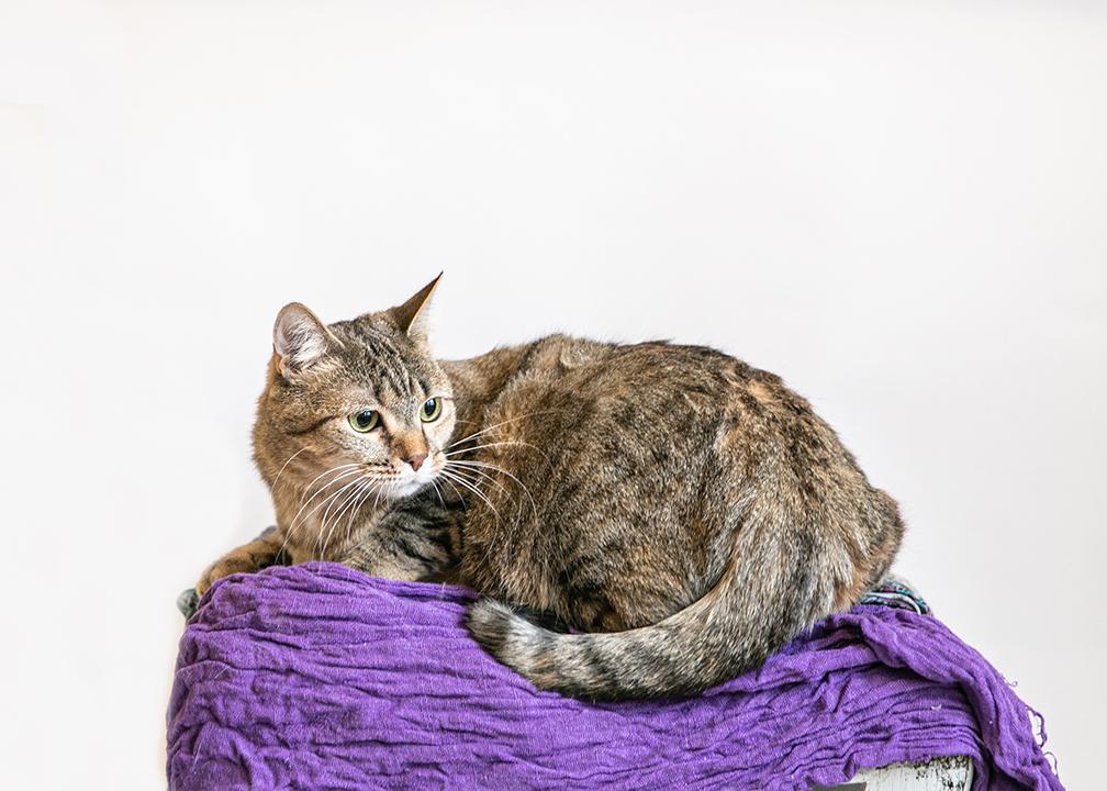 Tiny Teeter thumbnail 4