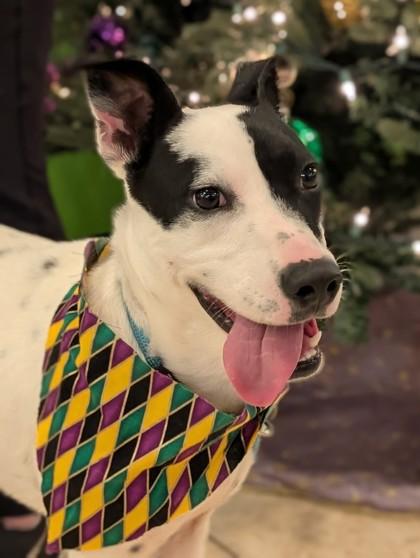 Fuji, Adoptable, Adult Female Terrier & Mixed Breed.