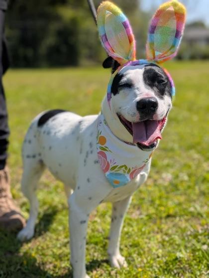 Enlarge Fuji, a Adoptable mixed breed in Gulfport, MS image 1/3