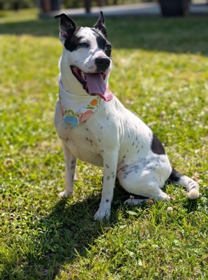 Enlarge Fuji, a Adoptable mixed breed in Gulfport, MS image 2/3