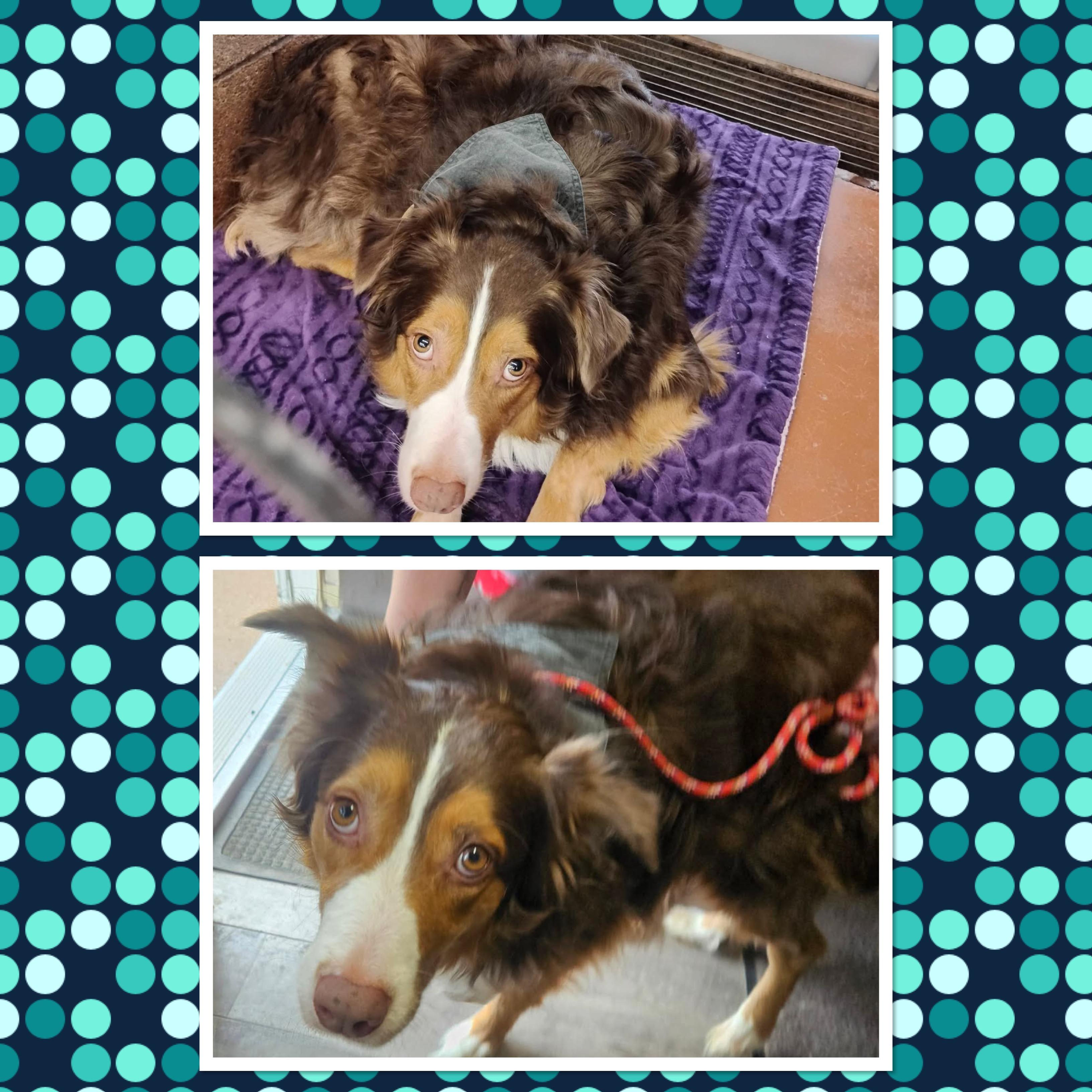 OAKLEY, ADOPTABLE, Adult Male Australian Shepherd.