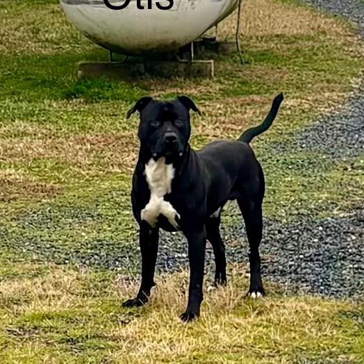 Otis, Adoptable, Adult Male Pit Bull Terrier.