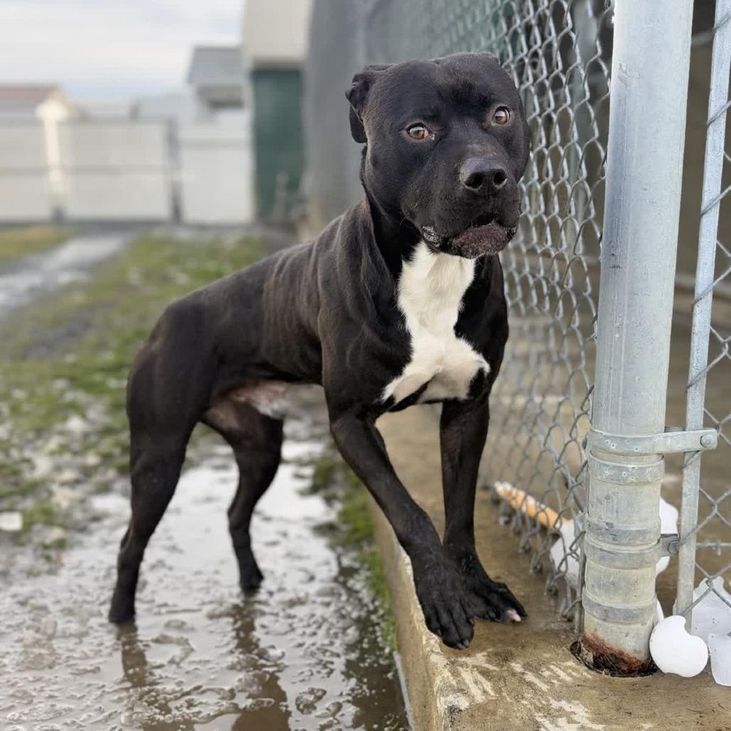 Enlarge Otis, a Adoptable Pit Bull Terrier in Ridgely, MD image 2/6