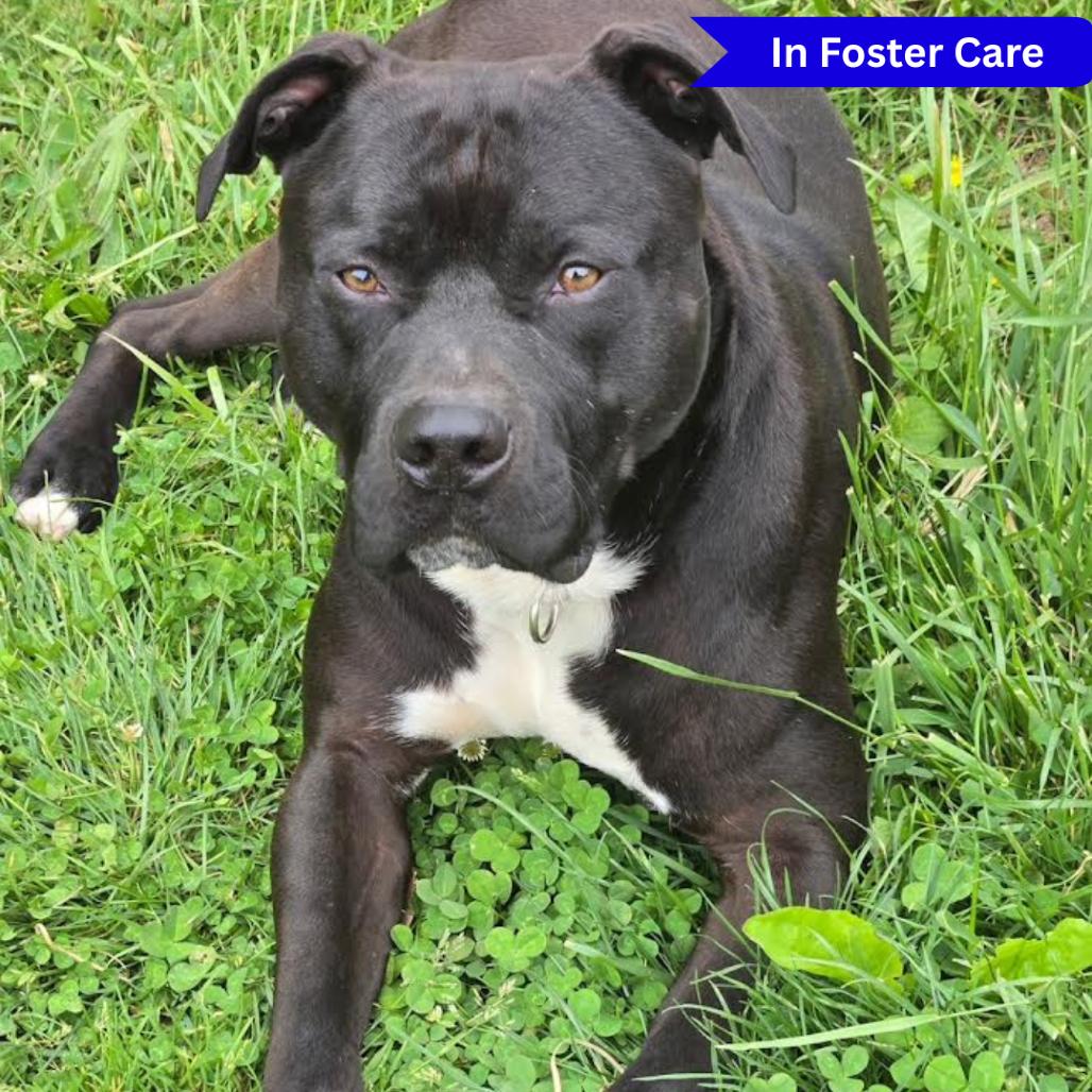 Enlarge Otis, a Adoptable Pit Bull Terrier in Ridgely, MD image 3/6