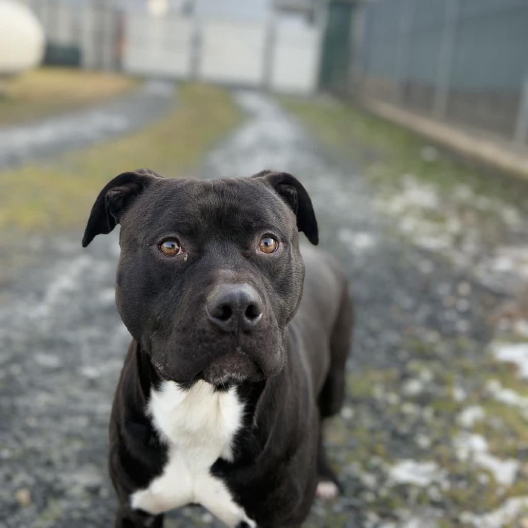 Enlarge Otis, a Adoptable Pit Bull Terrier in Ridgely, MD image 3/6