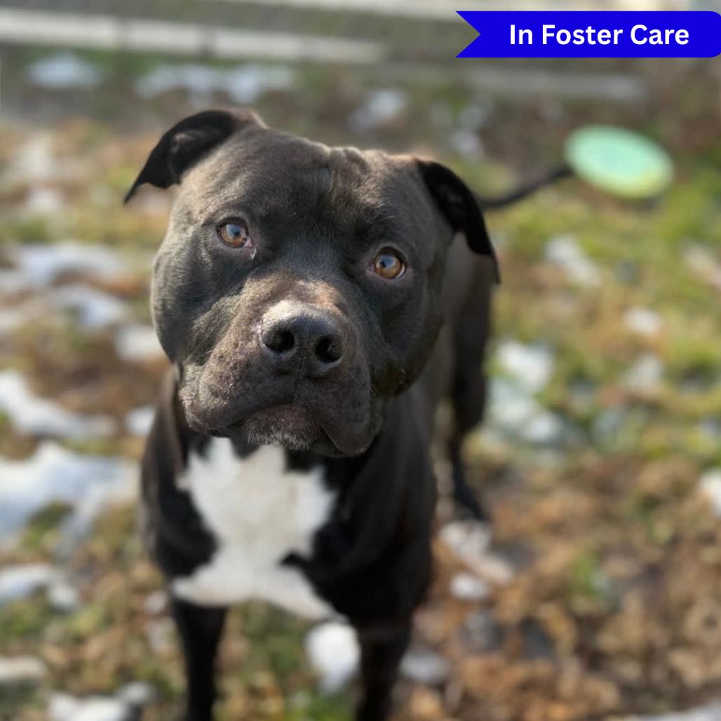 Enlarge Otis, a Adoptable Pit Bull Terrier in Ridgely, MD image 3/6