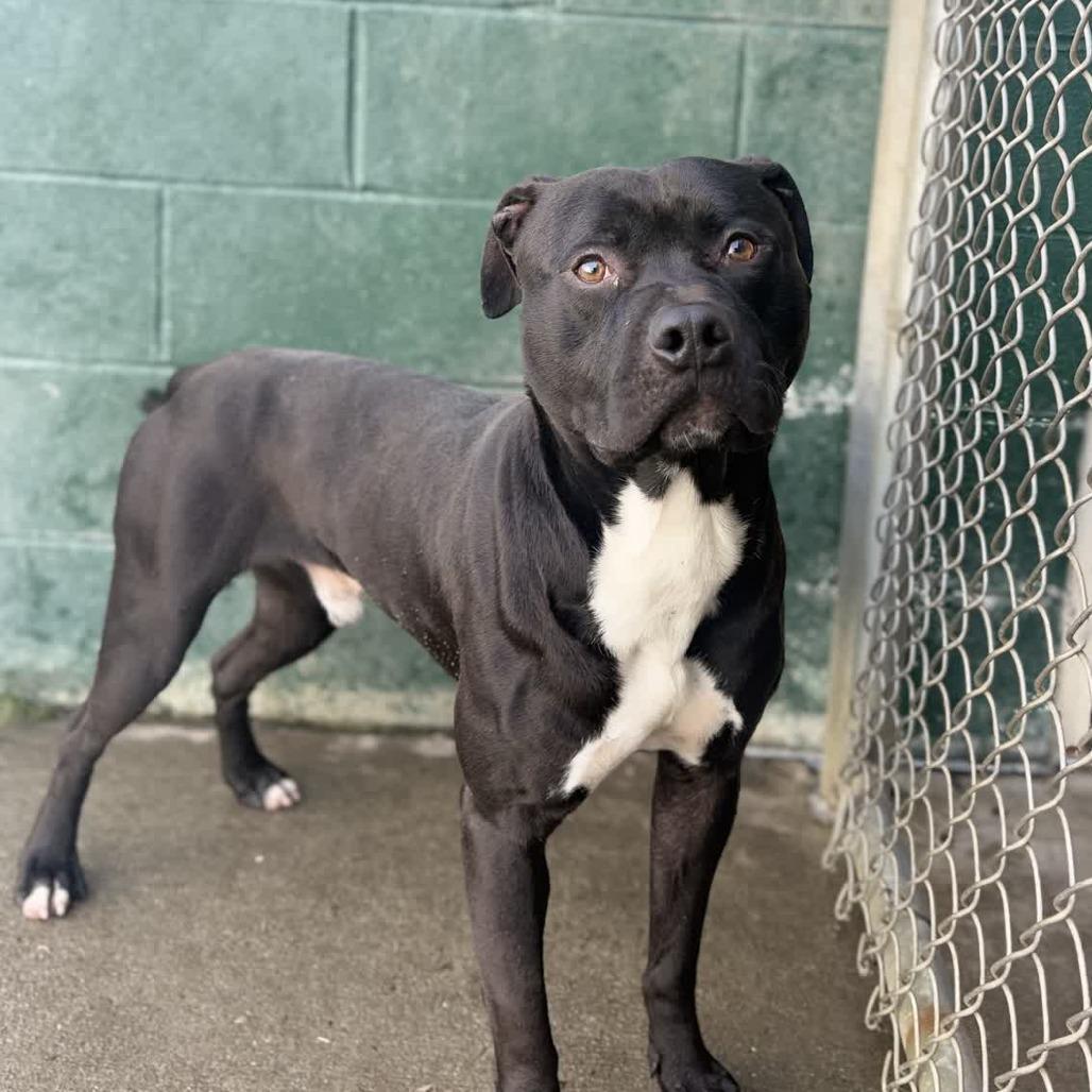 Enlarge Otis, a Adoptable Pit Bull Terrier in Ridgely, MD image 4/6