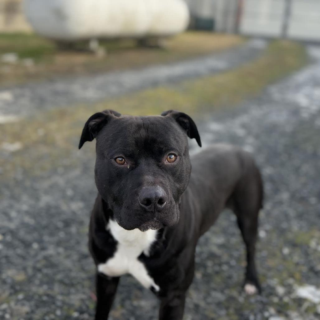 Enlarge Otis, a Adoptable Pit Bull Terrier in Ridgely, MD image 5/6