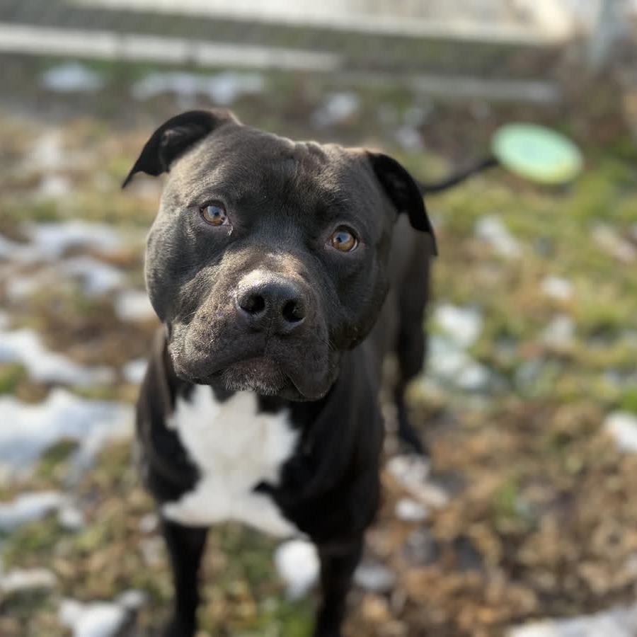 Enlarge Otis, a Adoptable Pit Bull Terrier in Ridgely, MD image 6/6