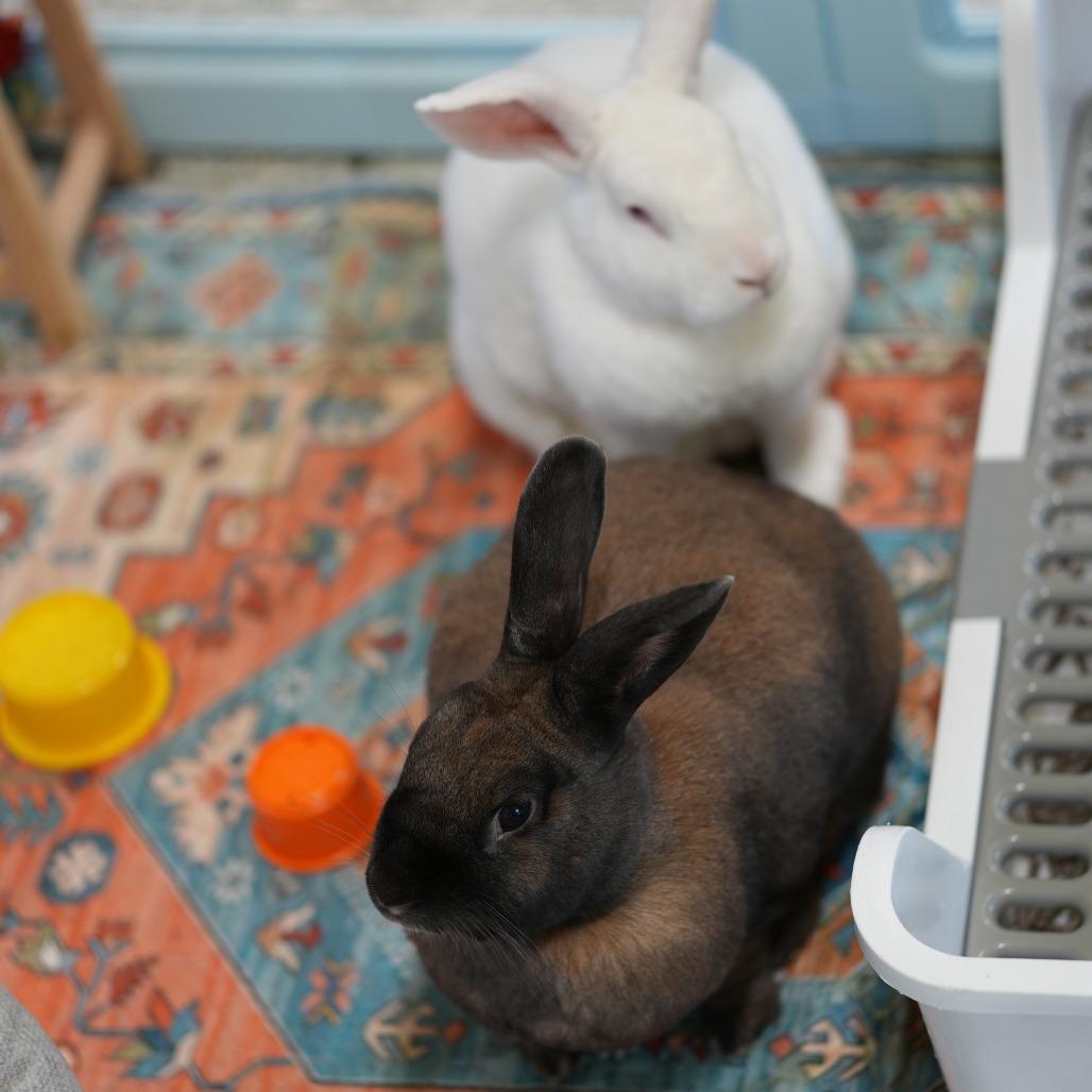 Enlarge Cinnamon Spice (bonded to Sugar), a Adoptable Cinnamon in Hilliard , FL image 1/3