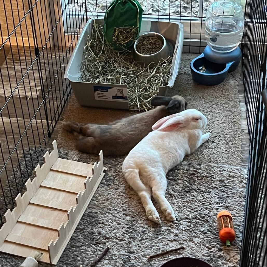 Cinnamon Spice, Adoptable, Adult Female Cinnamon.