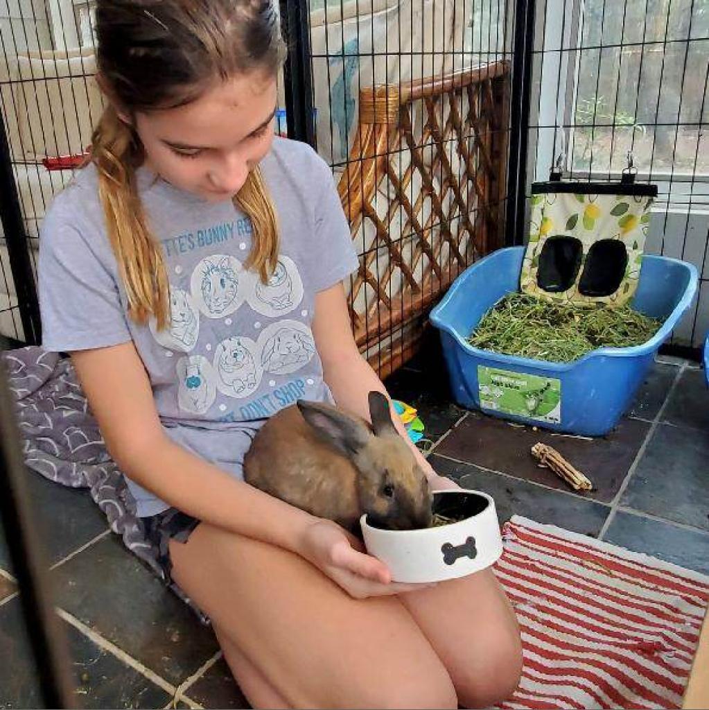 Cinnamon Spice, a Adoptable Cinnamon in Hilliard , FL image 2/2