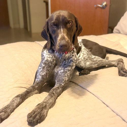 Koda, Adopted, Young Female German Shorthaired Pointer.