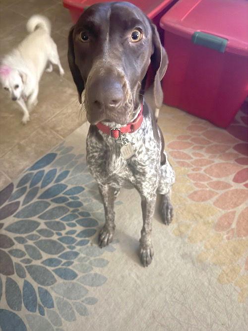 Enlarge Koda, a Adopted German Shorthaired Pointer in Menlo Park, CA image 2/3