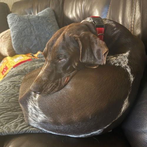 Enlarge Koda, a Adopted German Shorthaired Pointer in Menlo Park, CA image 3/3