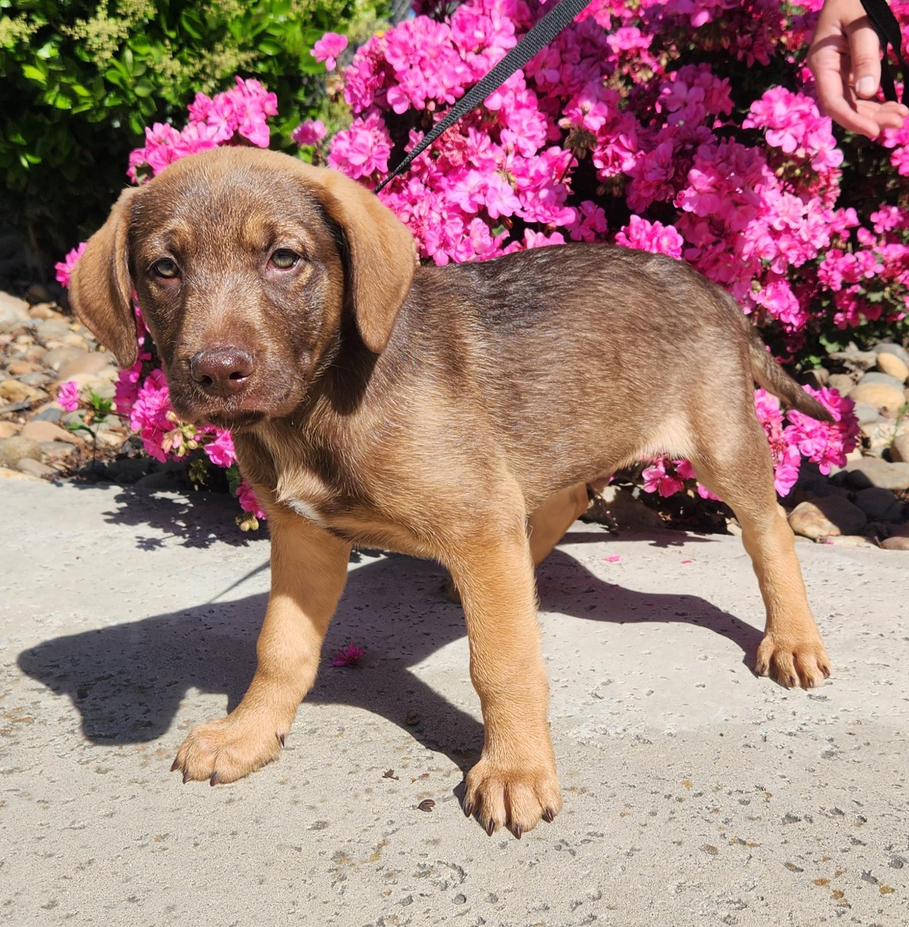 Enlarge Pochacco, a Adoptable mixed breed in Lathrop, CA image 1/1